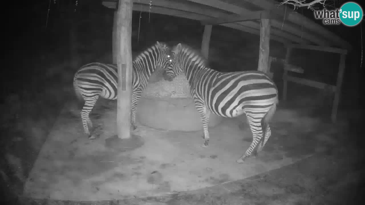 Live webcam Zebras in Ljubljana ZOO – Slovenia