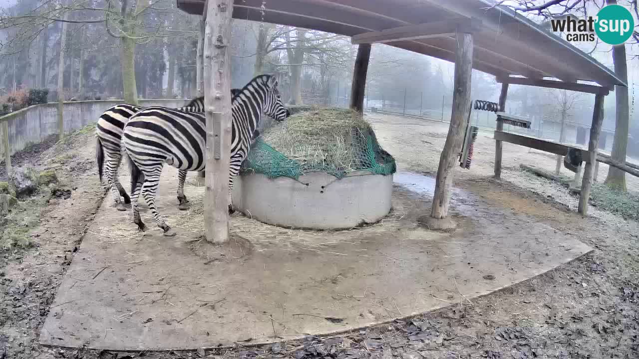 Live webcam Zebras in Ljubljana ZOO – Slovenia