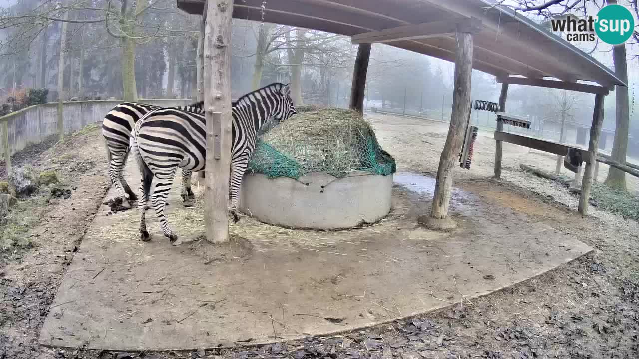 Le Zebre nello ZOO di Ljubljana – Slovenia Live webcam