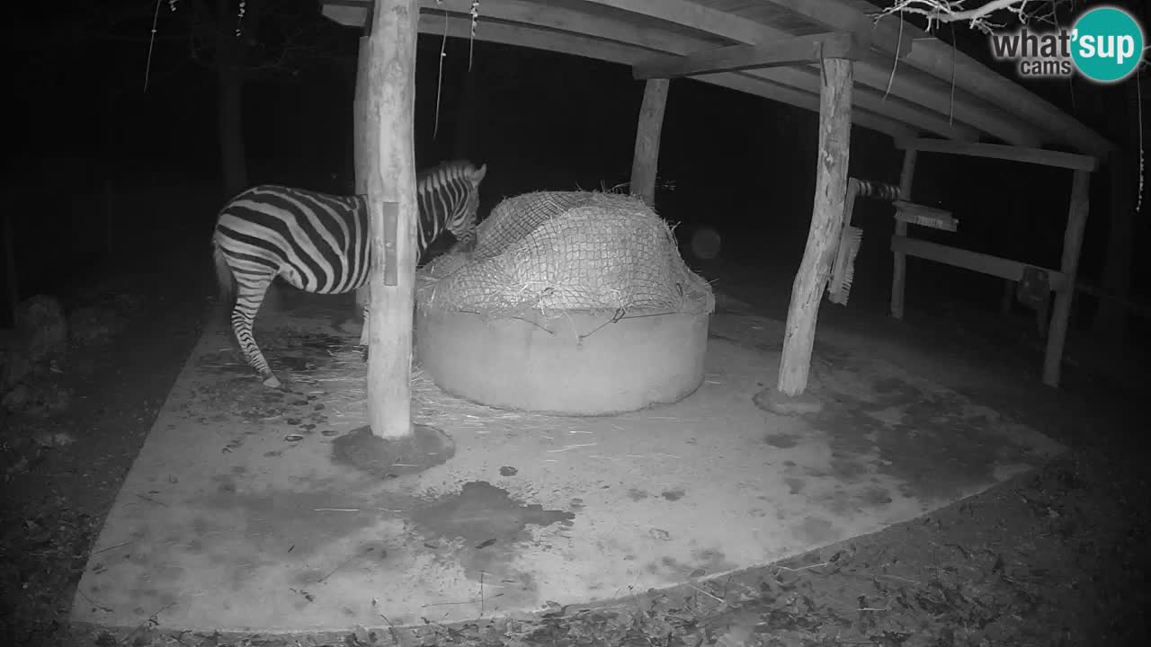 Live webcam Les zèbres in Ljubljana ZOO – Slovénie