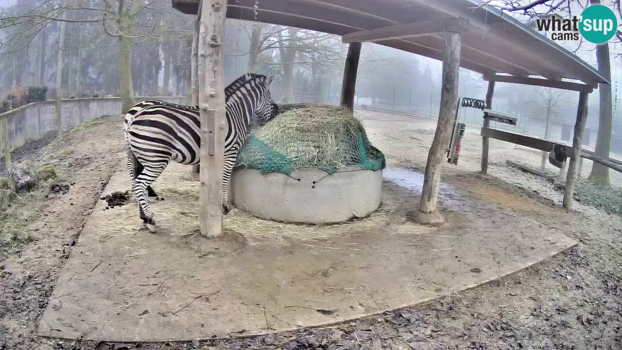 Live webcam Les zèbres in Ljubljana ZOO – Slovénie