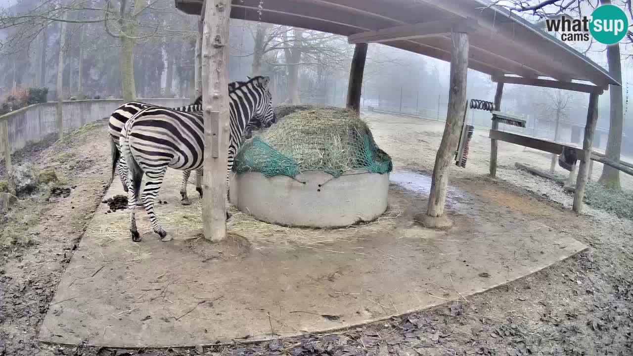 Zebre v živo v živalskem vrtu Ljubljana ZOO spletne kamere