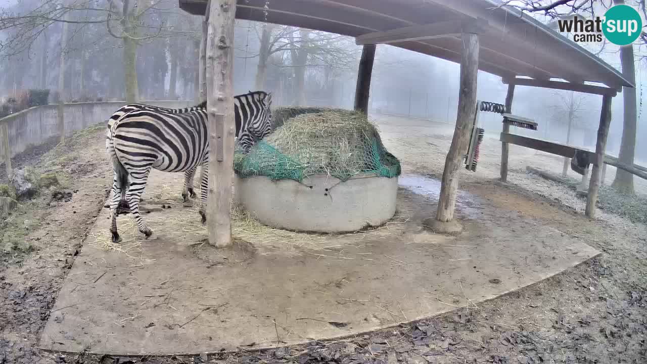 Zebre v živo v živalskem vrtu Ljubljana ZOO spletne kamere