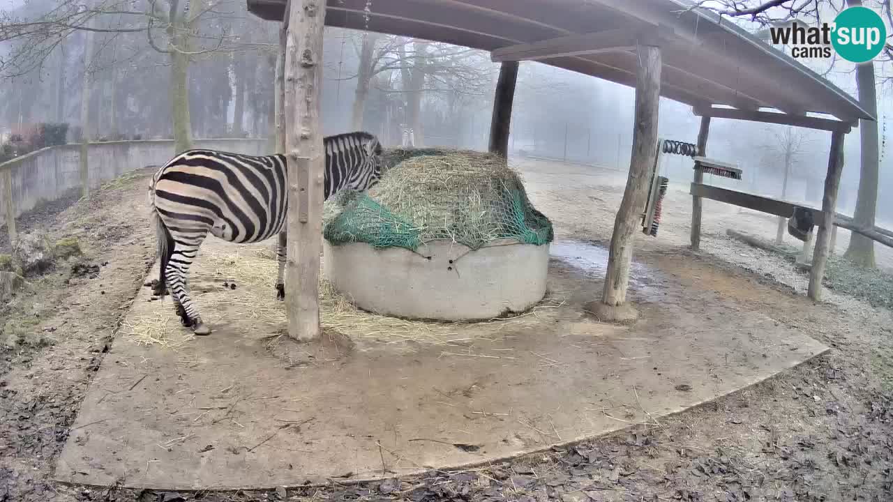 Live webcam Zebras in Ljubljana ZOO – Slovenia