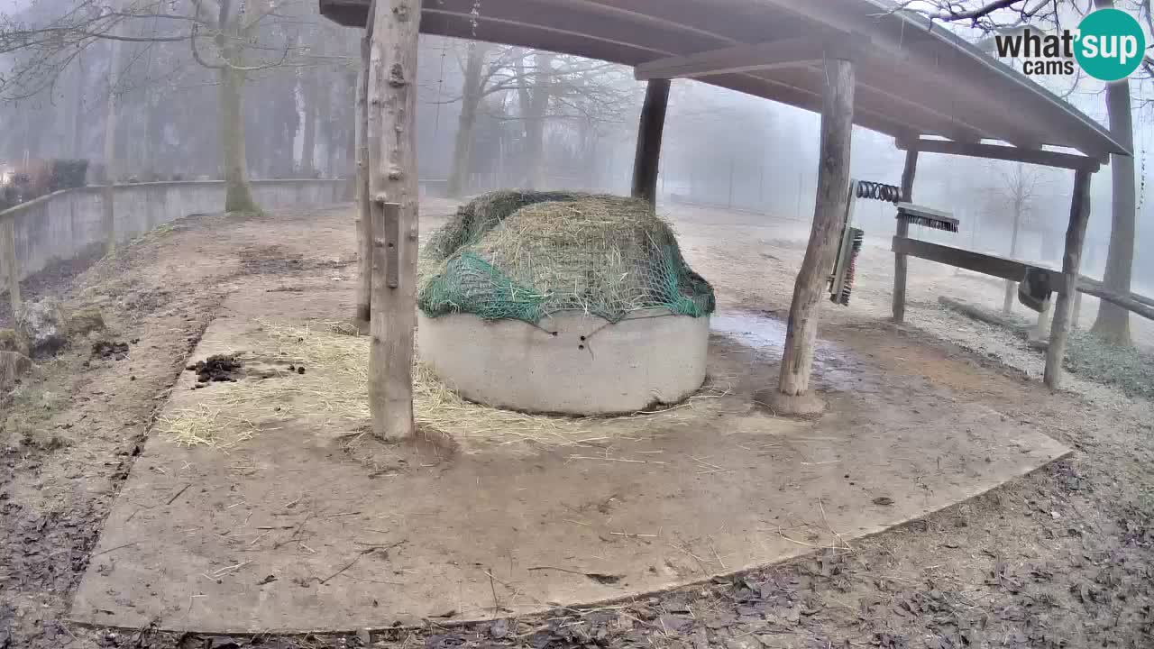 Camera en vivo Cebras in Ljubljana ZOO – Eslovenia