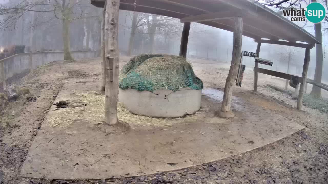 Le Zebre nello ZOO di Ljubljana – Slovenia Live webcam