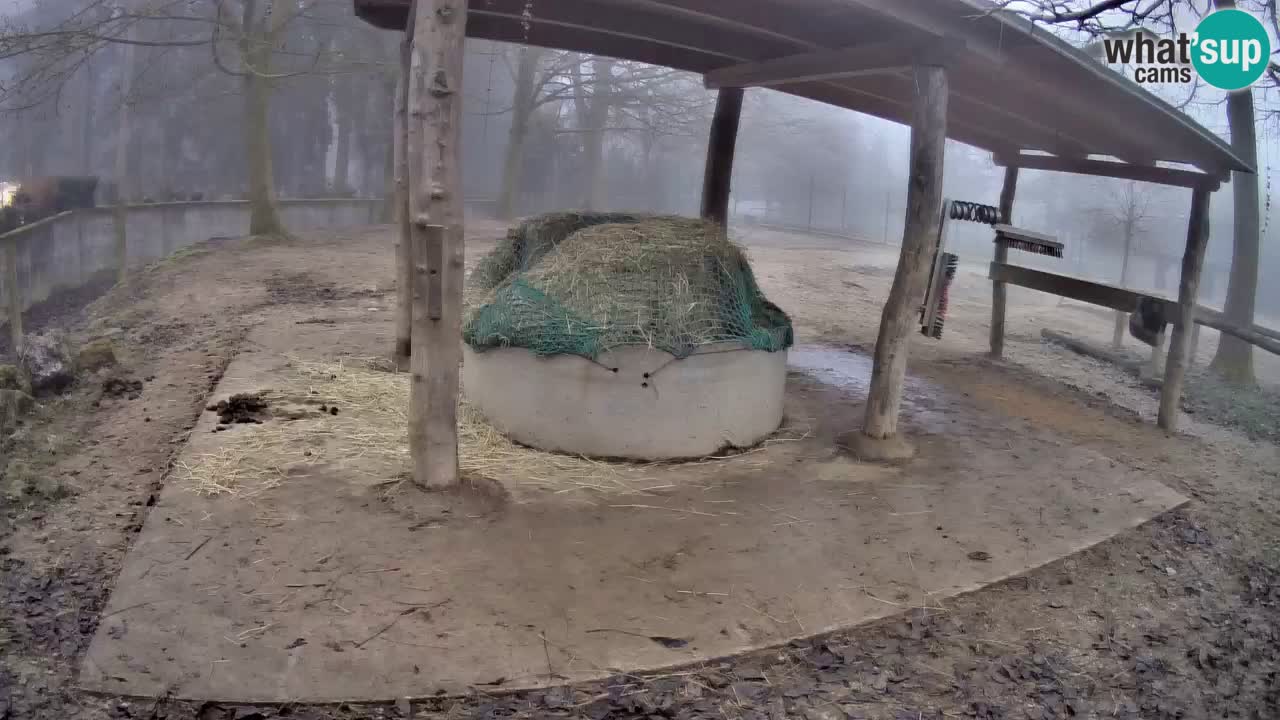 Live webcam Zebras in Ljubljana ZOO – Slovenia