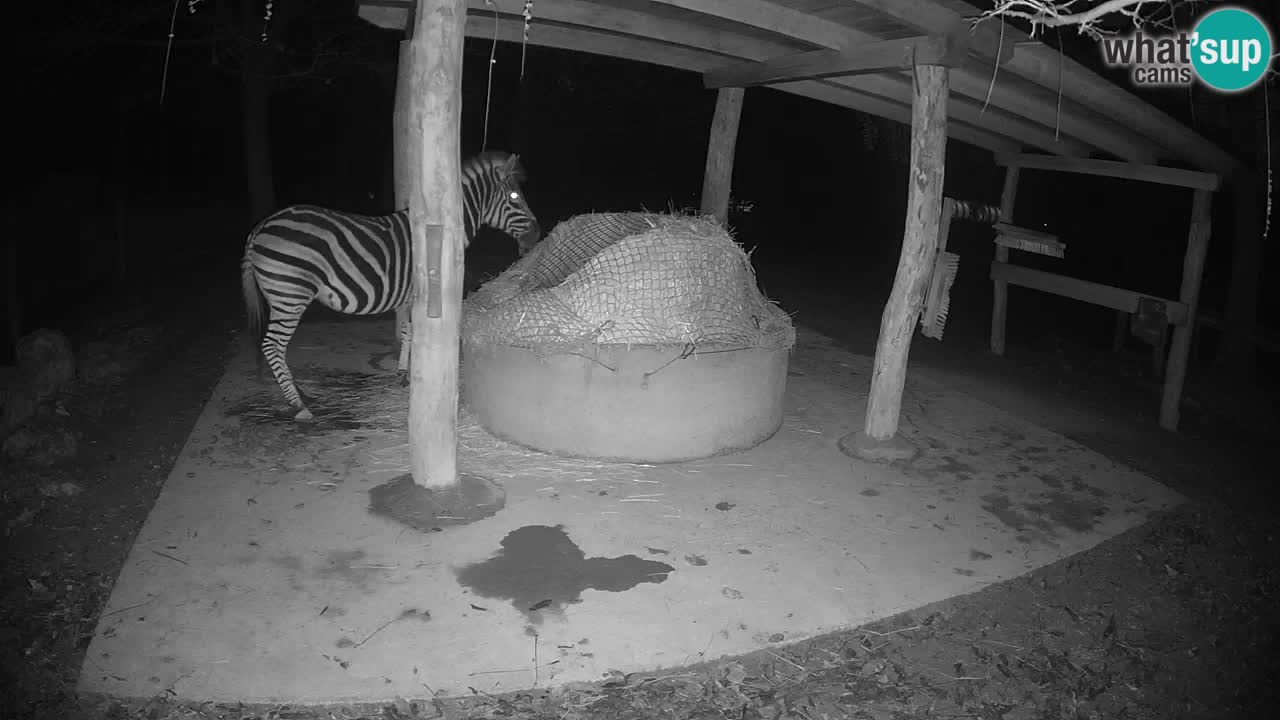 Le Zebre nello ZOO di Ljubljana – Slovenia Live webcam