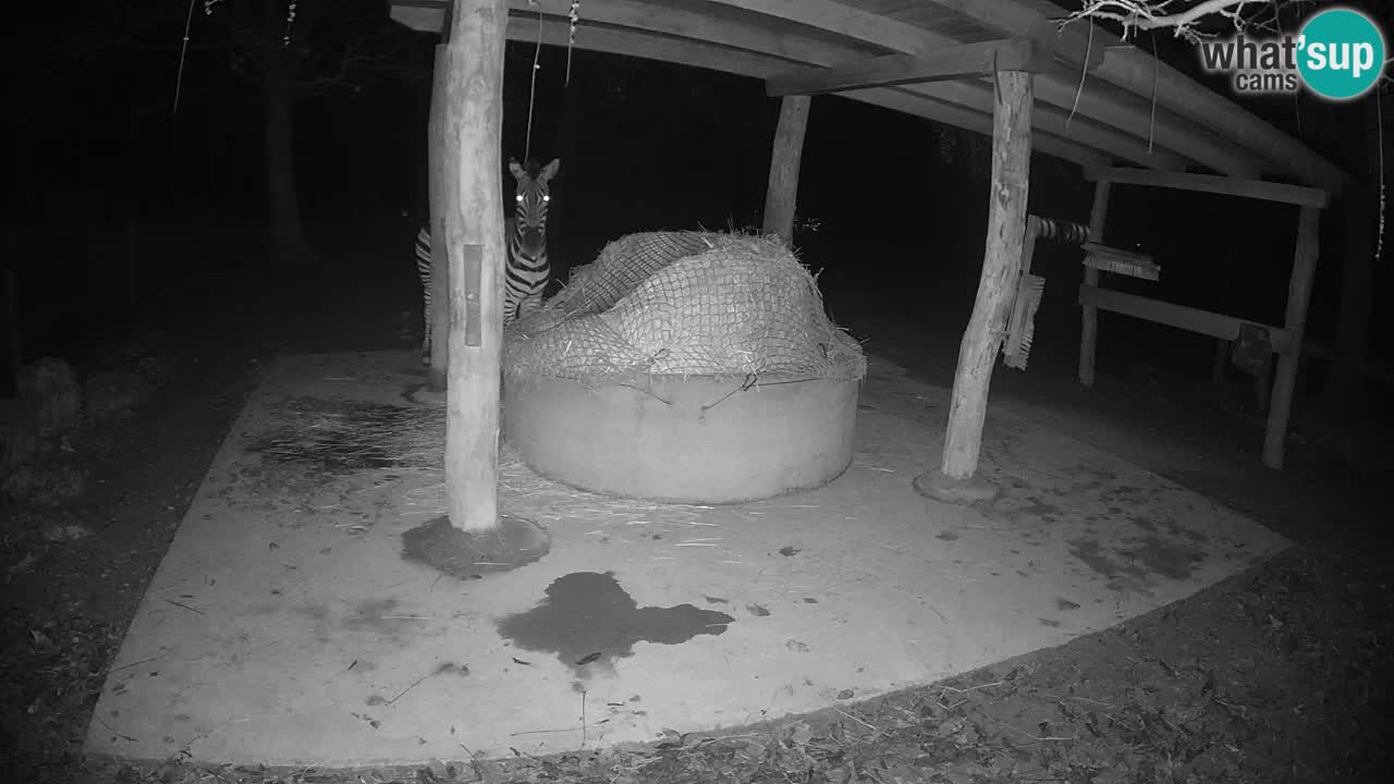 Live webcam Zebras in Ljubljana ZOO – Slovenia