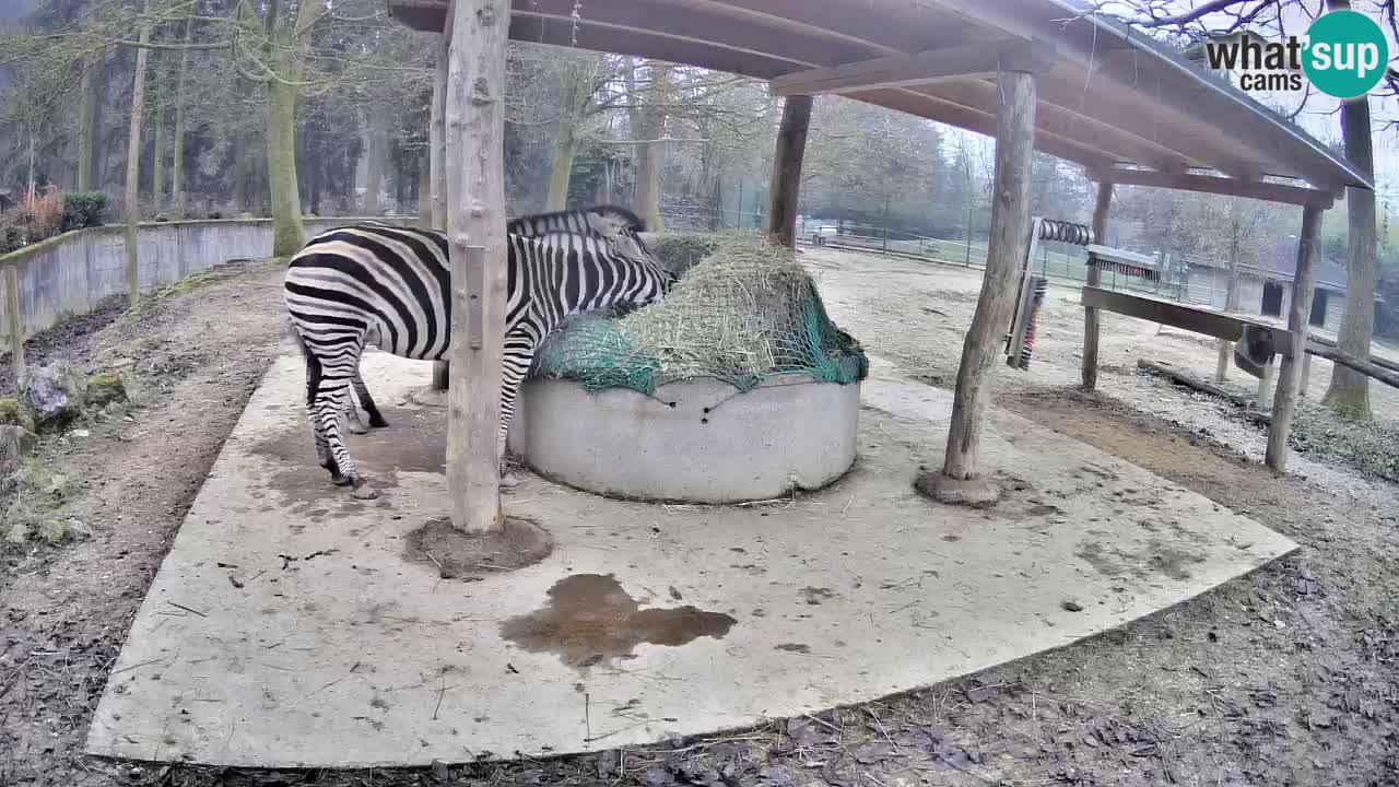 Live webcam Les zèbres in Ljubljana ZOO – Slovénie