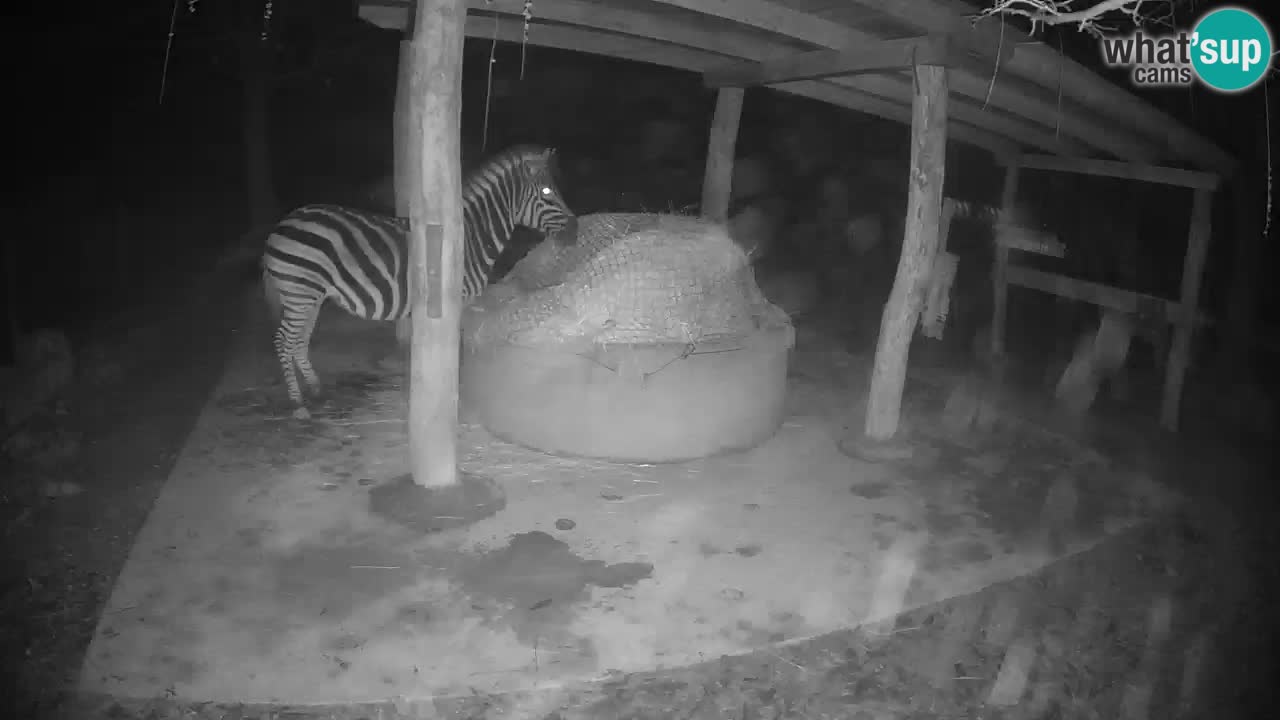 Zebre v živo v živalskem vrtu Ljubljana ZOO spletne kamere