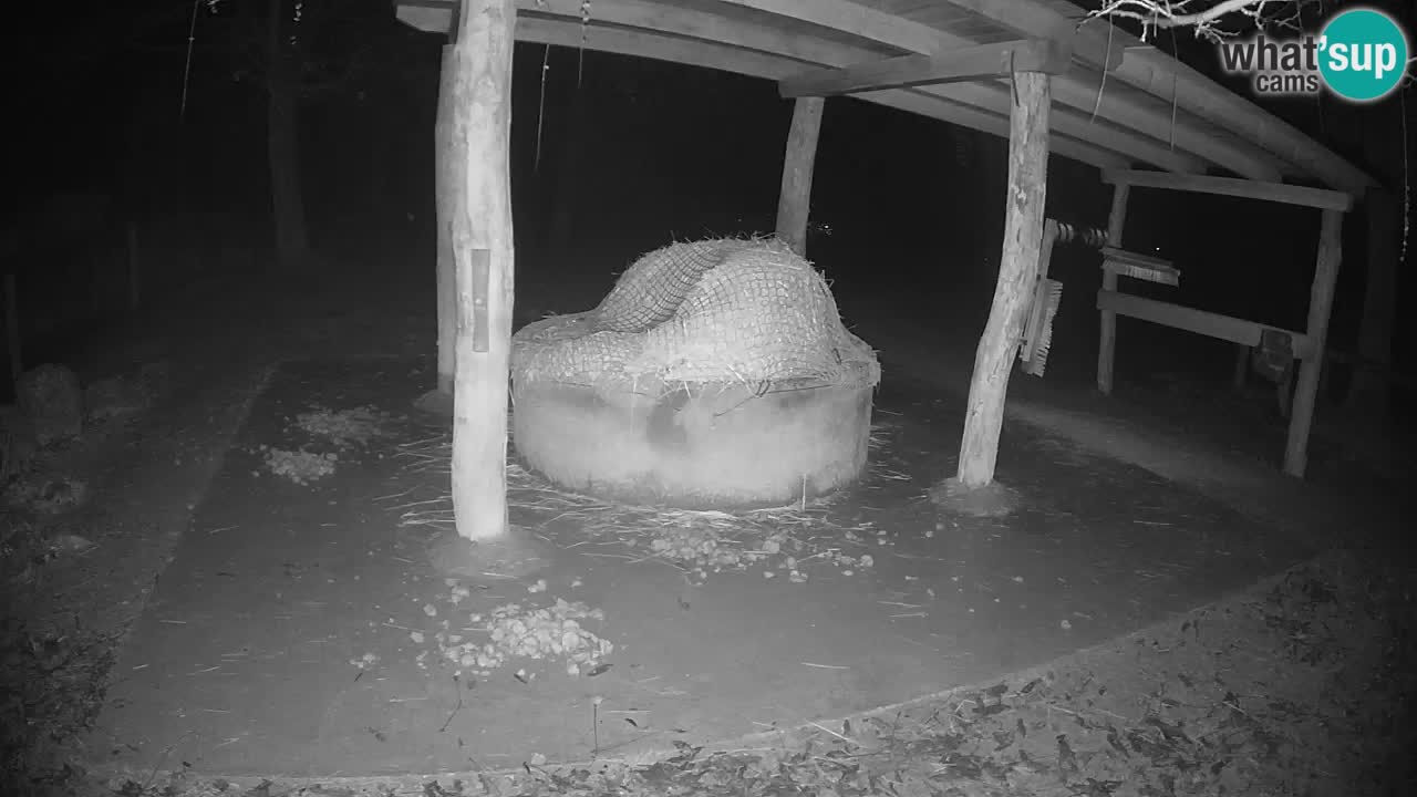 Le Zebre nello ZOO di Ljubljana – Slovenia Live webcam