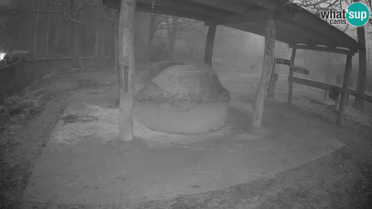 Live webcam Les zèbres in Ljubljana ZOO – Slovénie