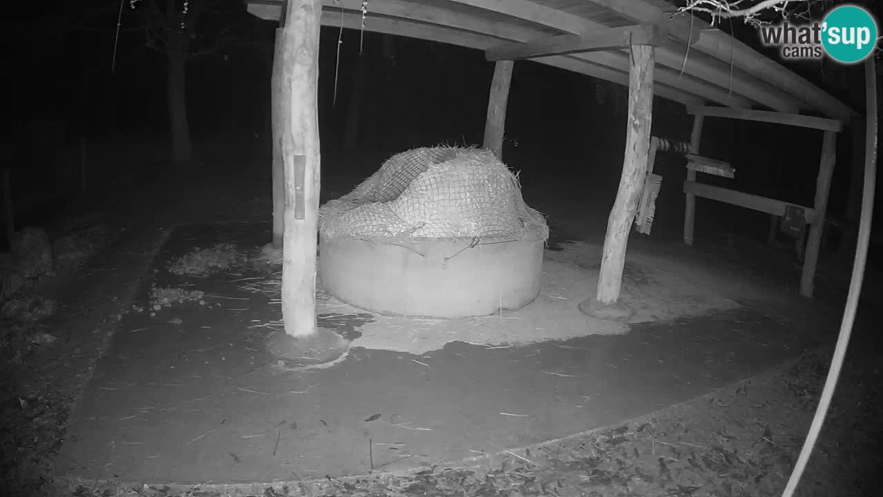 Le Zebre nello ZOO di Ljubljana – Slovenia Live webcam