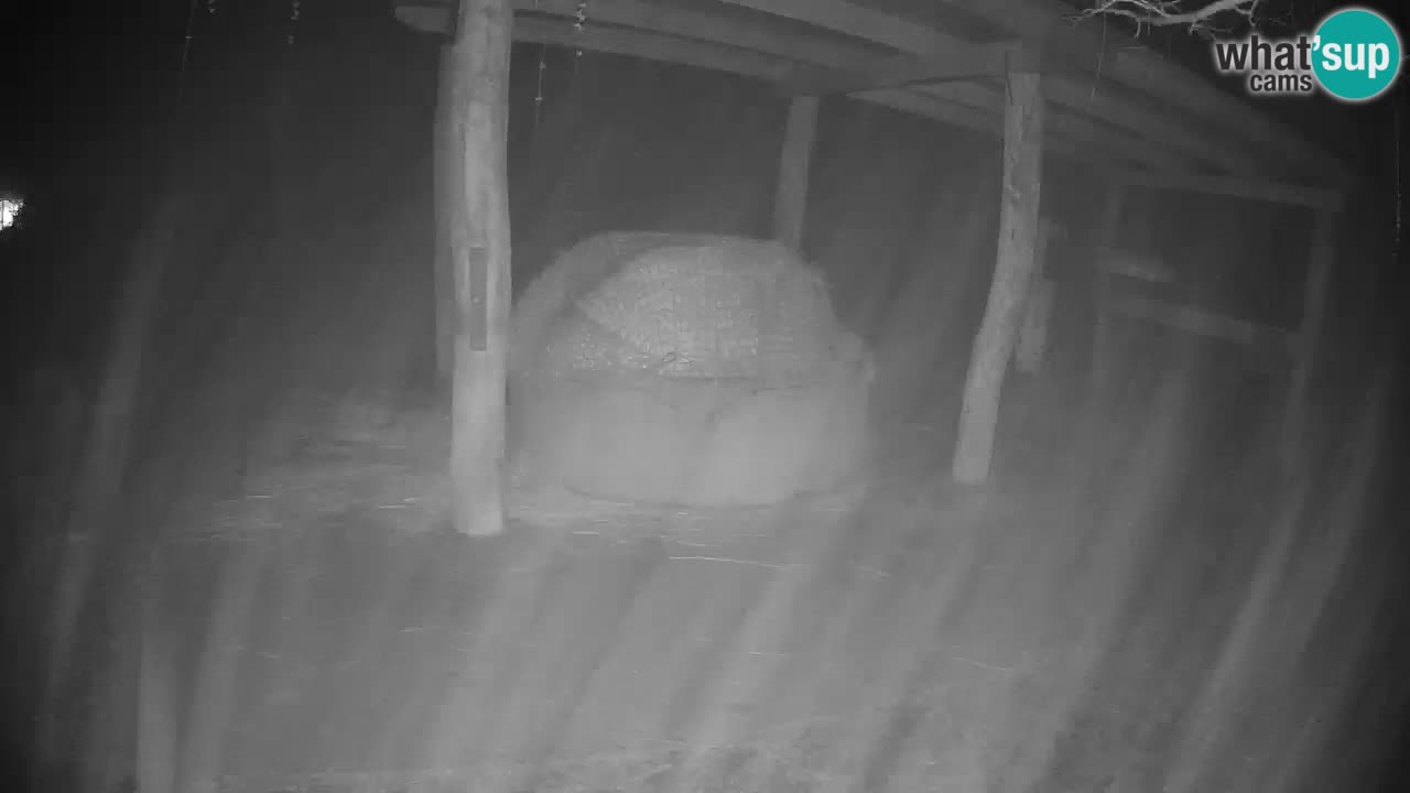 Le Zebre nello ZOO di Ljubljana – Slovenia Live webcam