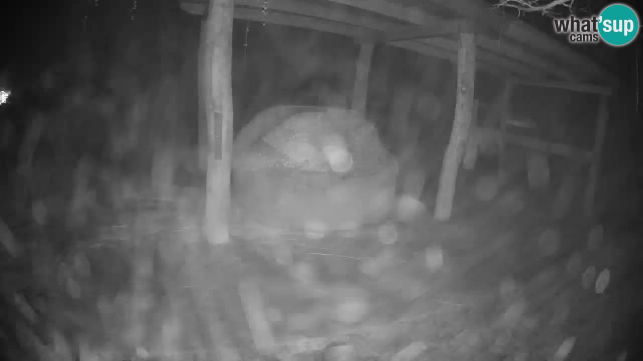 Le Zebre nello ZOO di Ljubljana – Slovenia Live webcam