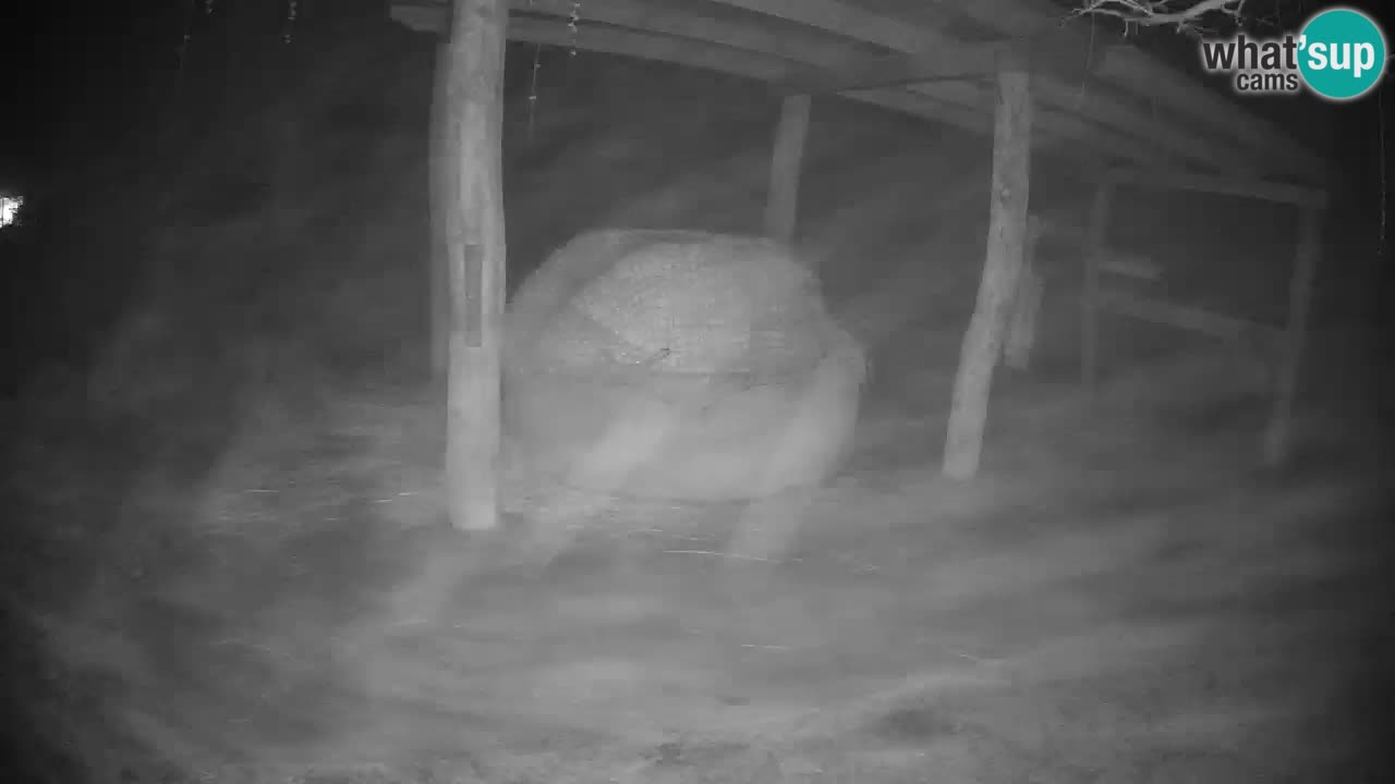 Le Zebre nello ZOO di Ljubljana – Slovenia Live webcam