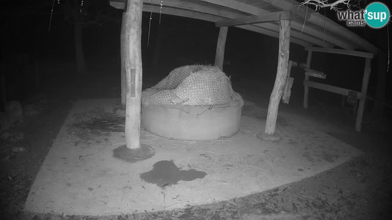 Live Webcam Zebras in Ljubljana ZOO – Slowenien