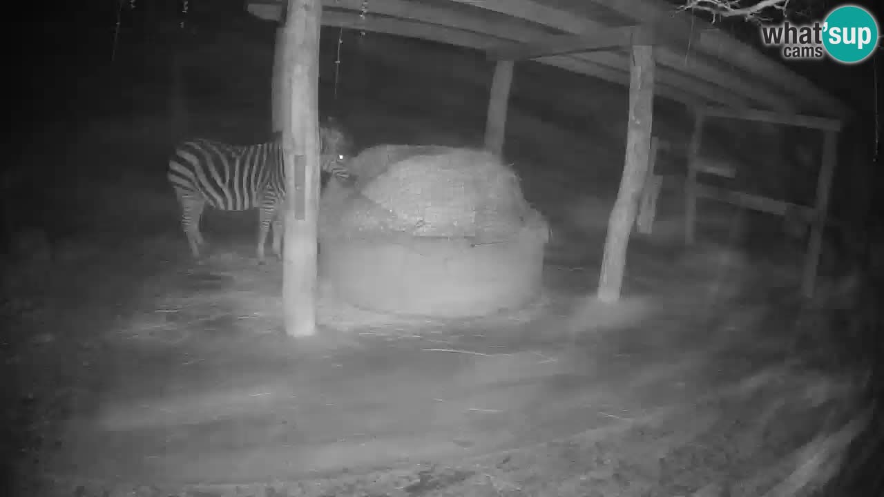 Le Zebre nello ZOO di Ljubljana – Slovenia Live webcam