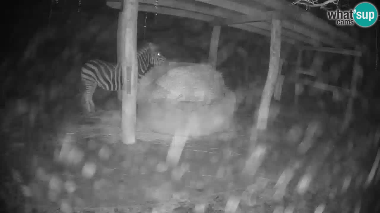 Live webcam Les zèbres in Ljubljana ZOO – Slovénie
