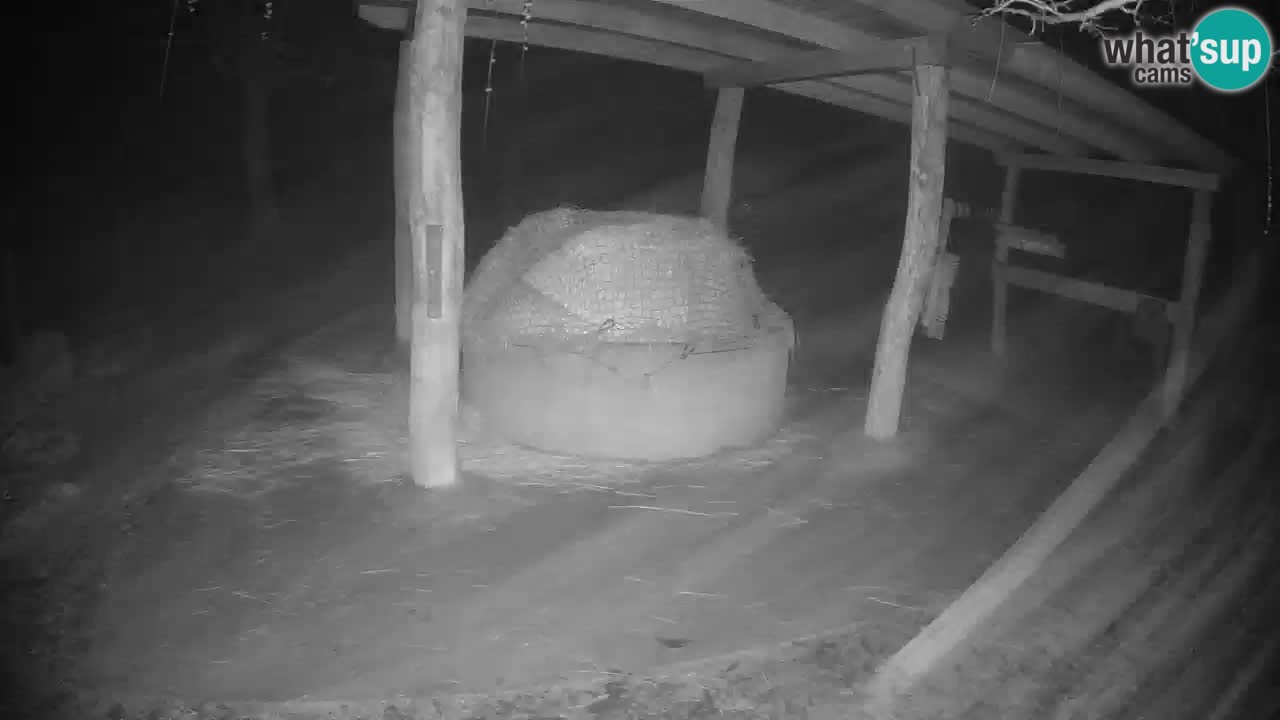 Camera en vivo Cebras in Ljubljana ZOO – Eslovenia