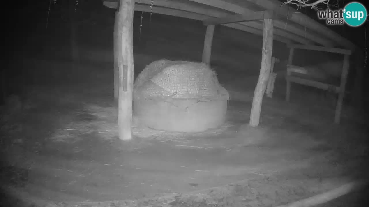 Le Zebre nello ZOO di Ljubljana – Slovenia Live webcam