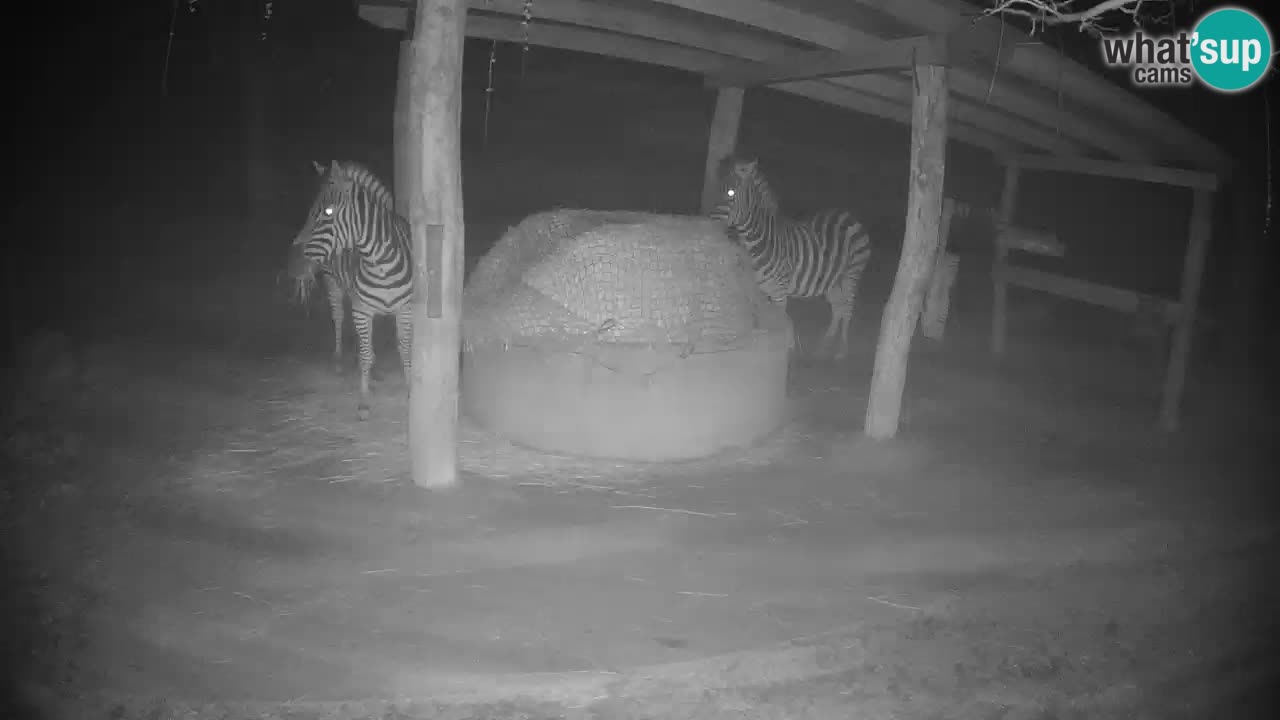 Web kamera uživo Zebras u ZOO Ljubljana – Slovenija