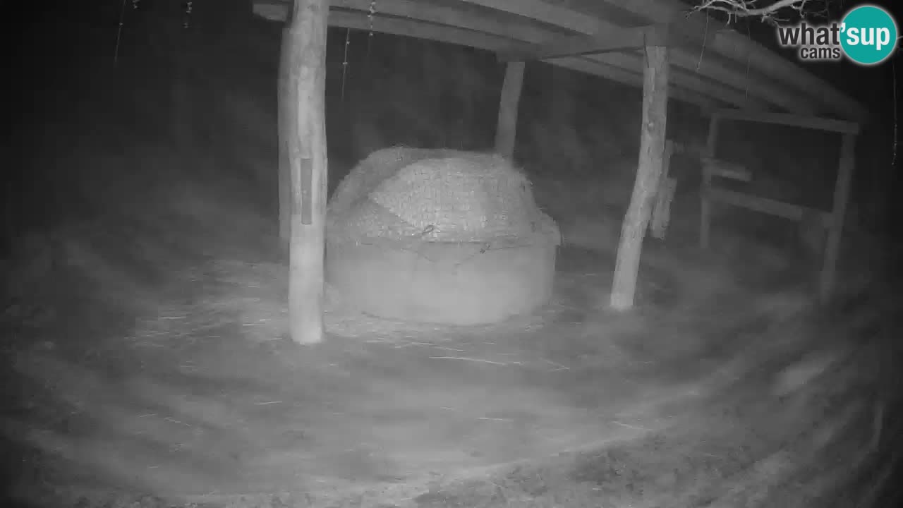 Live webcam Les zèbres in Ljubljana ZOO – Slovénie