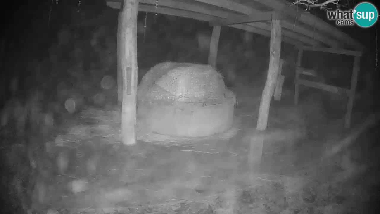 Web kamera uživo Zebras u ZOO Ljubljana – Slovenija