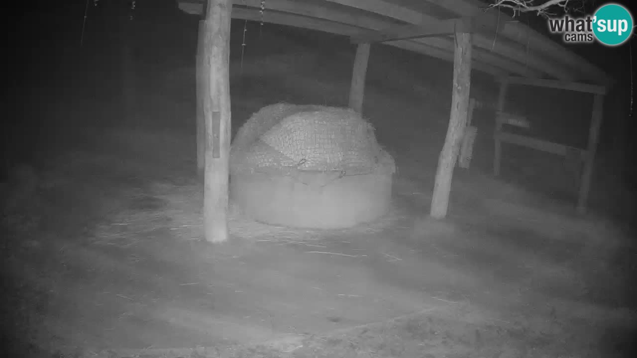 Live webcam Zebras in Ljubljana ZOO – Slovenia