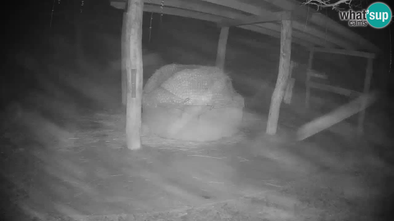 Live Webcam Zebras in Ljubljana ZOO – Slowenien