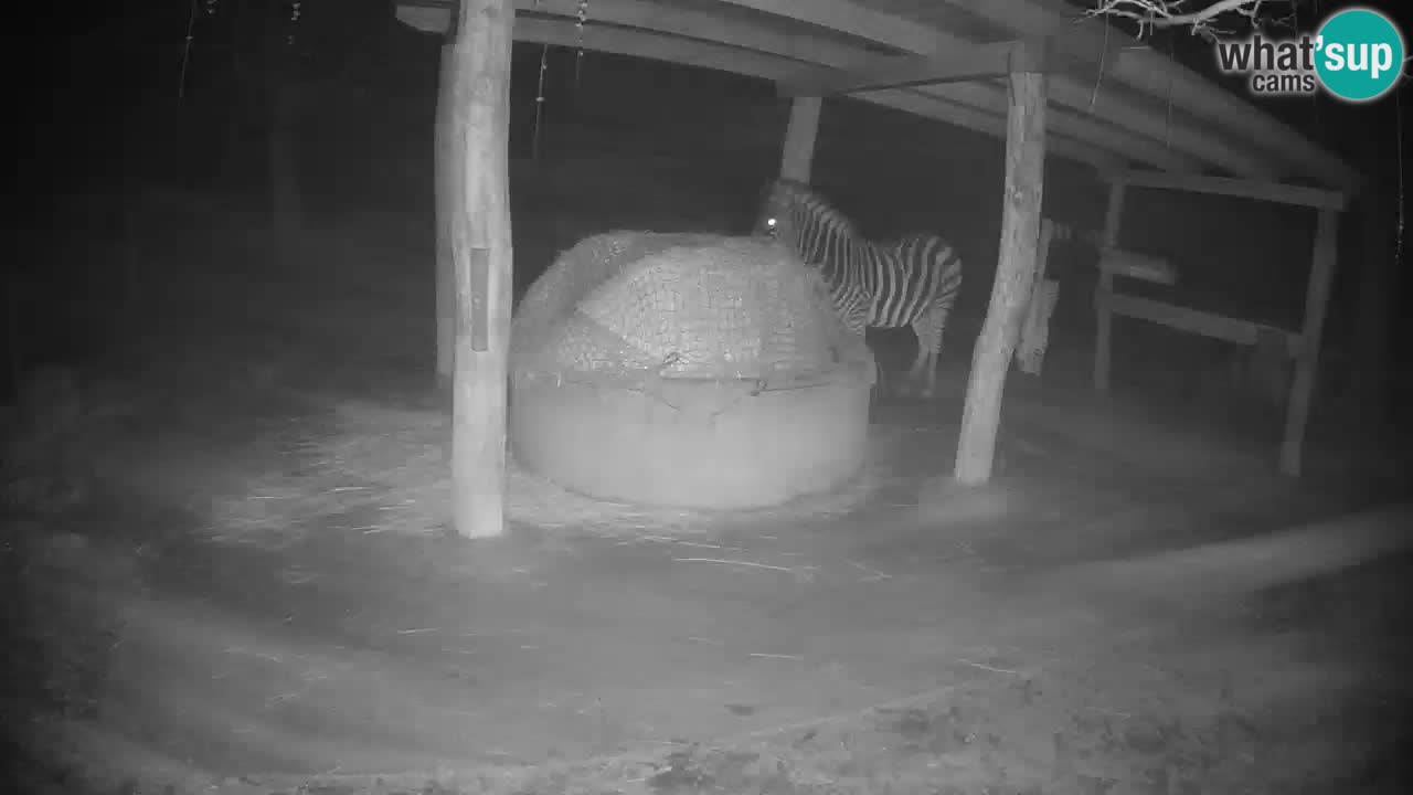Live webcam Les zèbres in Ljubljana ZOO – Slovénie