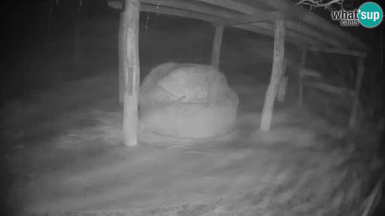 Live Webcam Zebras in Ljubljana ZOO – Slowenien