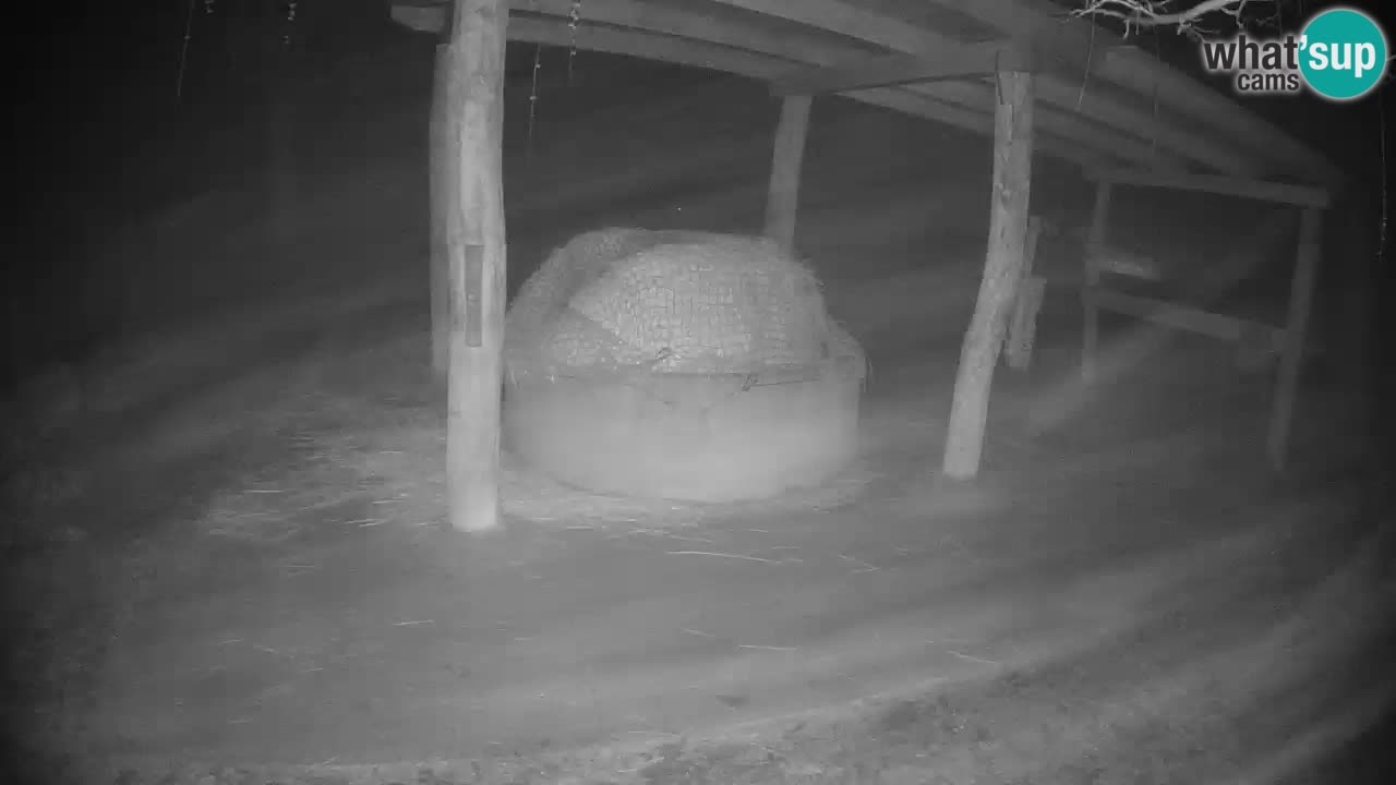 Live webcam Les zèbres in Ljubljana ZOO – Slovénie