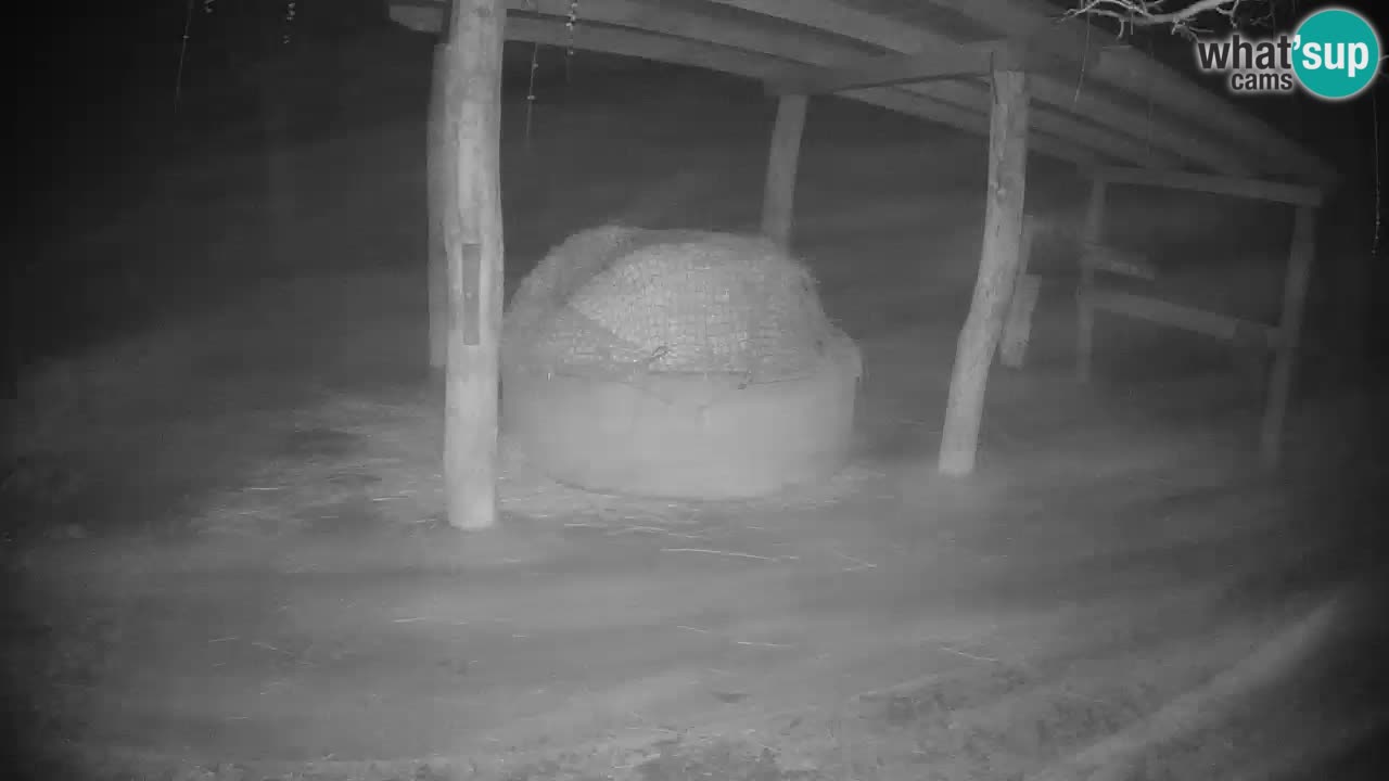 Live Webcam Zebras in Ljubljana ZOO – Slowenien