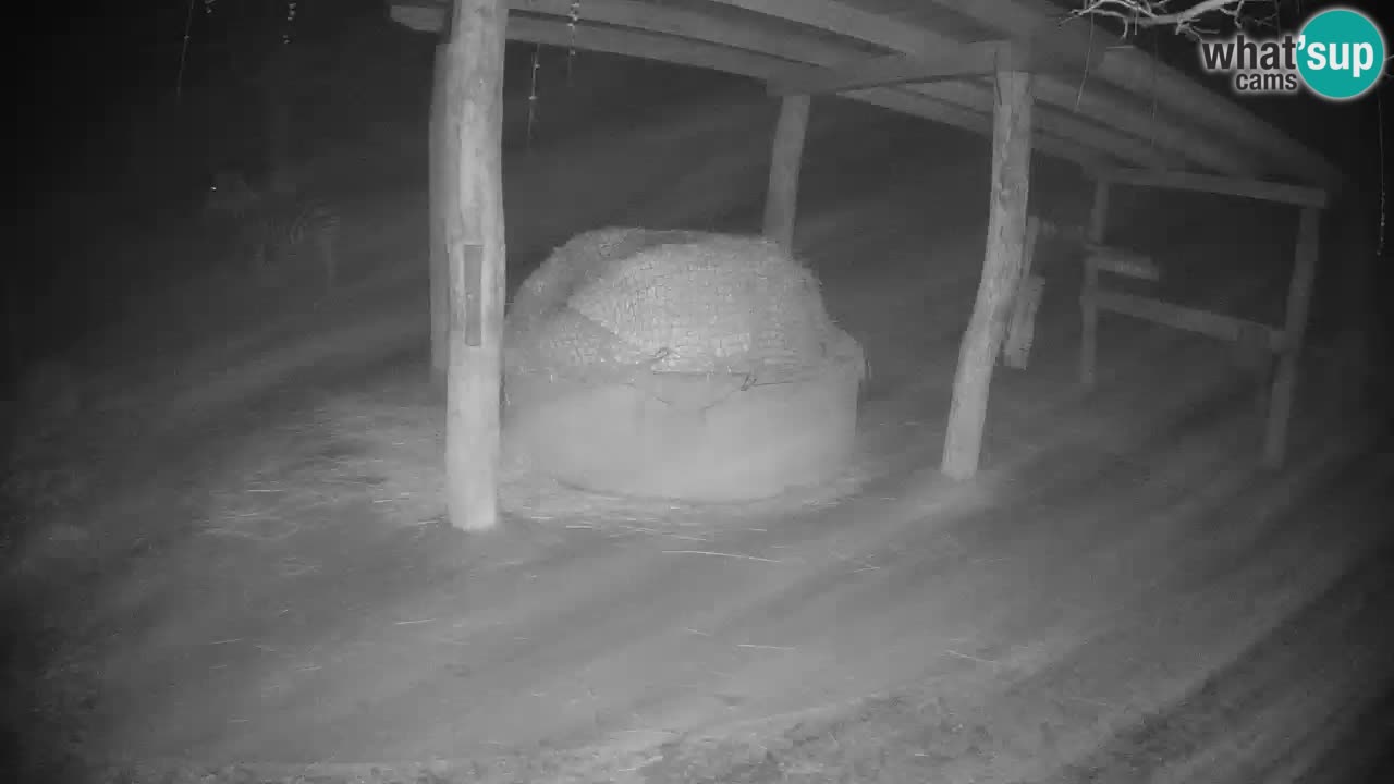 Live webcam Les zèbres in Ljubljana ZOO – Slovénie