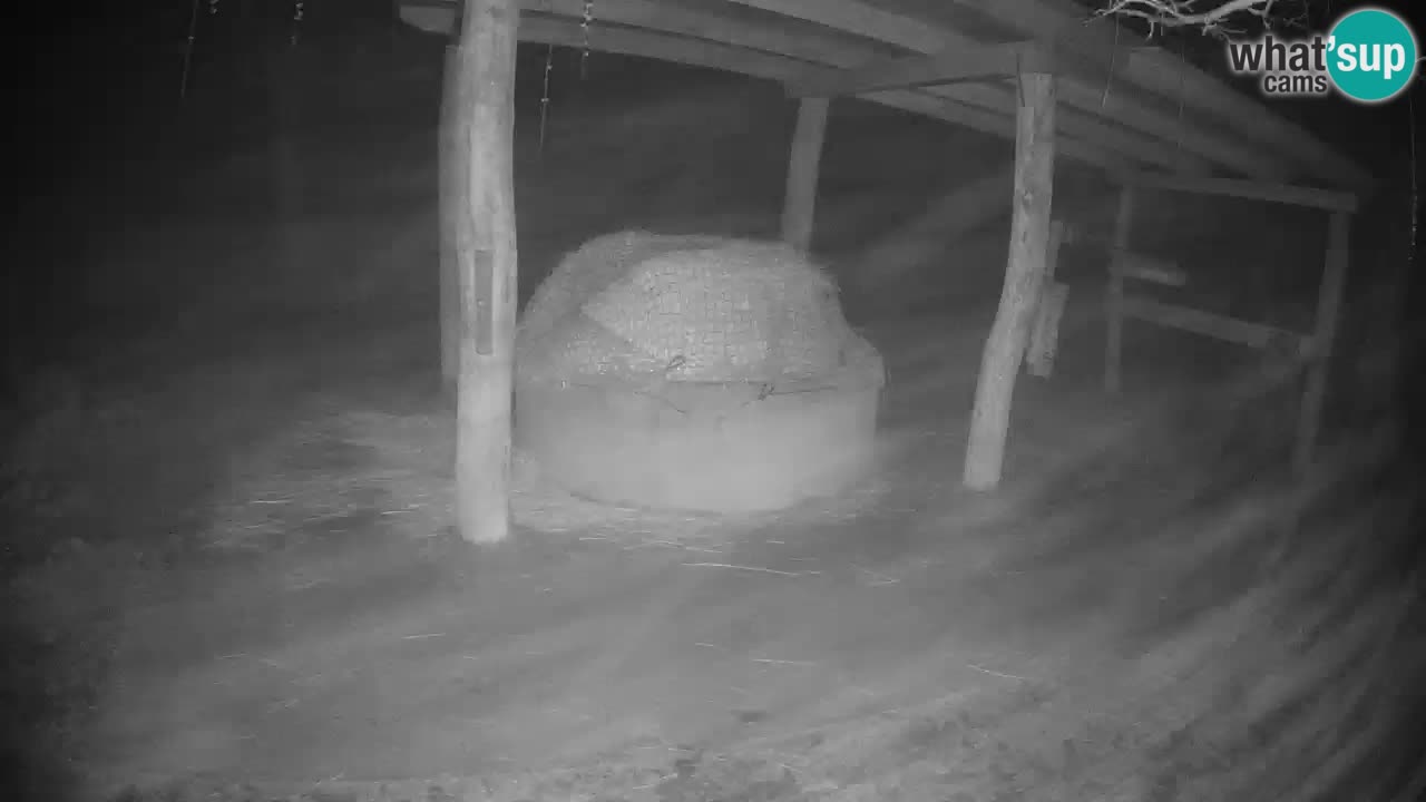 Live webcam Zebras in Ljubljana ZOO – Slovenia