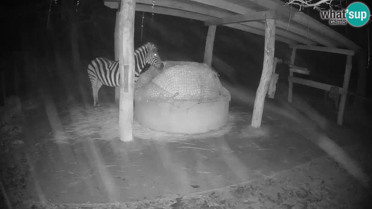 Live webcam Zebras in Ljubljana ZOO – Slovenia