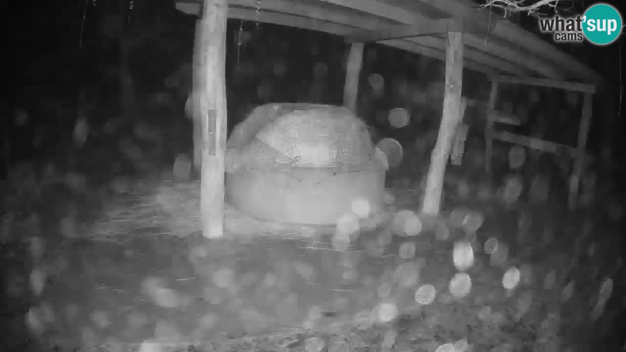 Live Webcam Zebras in Ljubljana ZOO – Slowenien