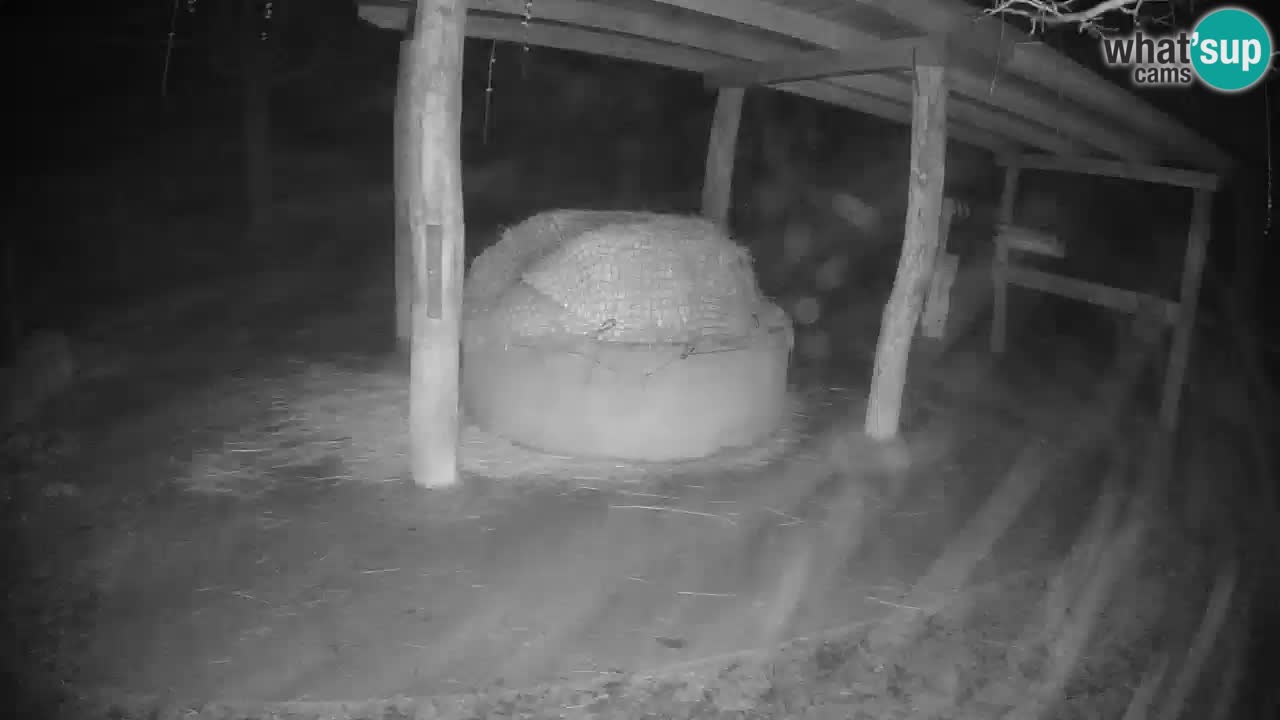 Web kamera uživo Zebras u ZOO Ljubljana – Slovenija