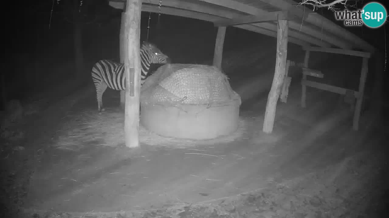Zebre v živo v živalskem vrtu Ljubljana ZOO spletne kamere