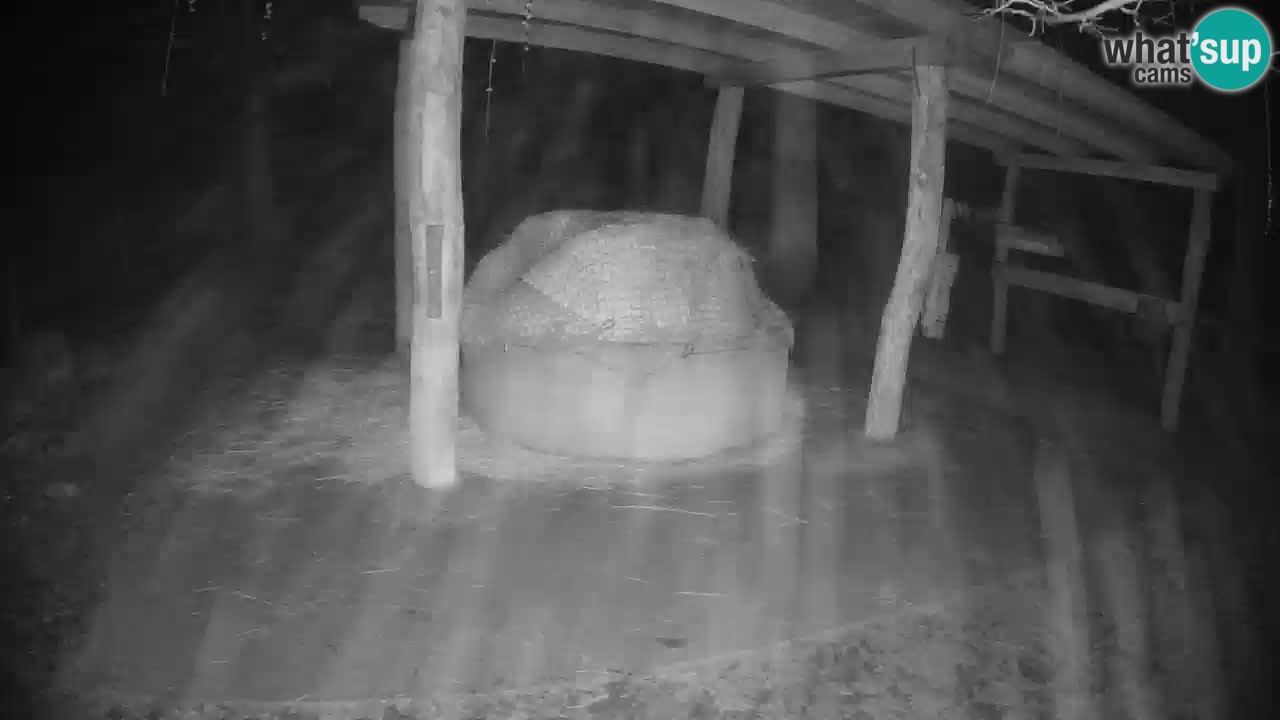 Live webcam Les zèbres in Ljubljana ZOO – Slovénie