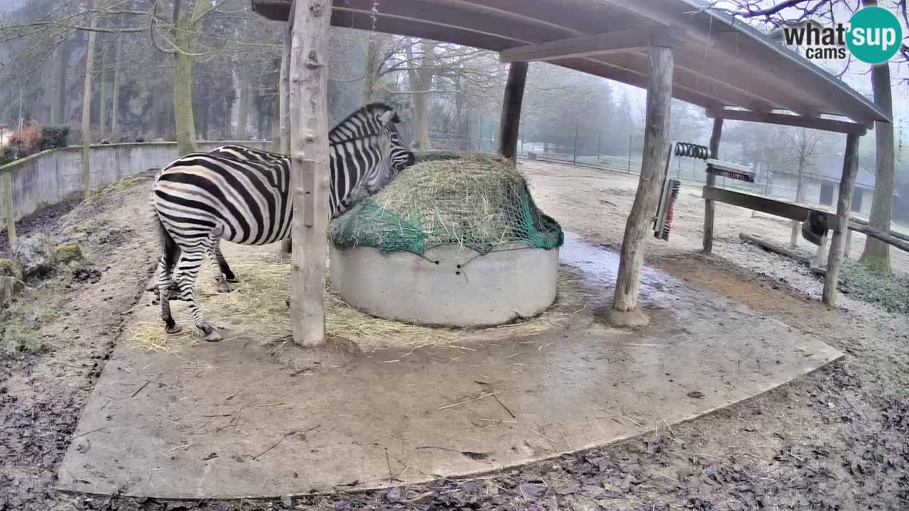 Le Zebre nello ZOO di Ljubljana – Slovenia Live webcam
