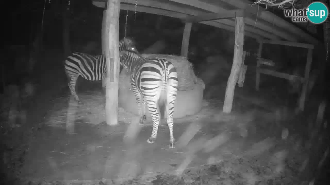 Live Webcam Zebras in Ljubljana ZOO – Slowenien