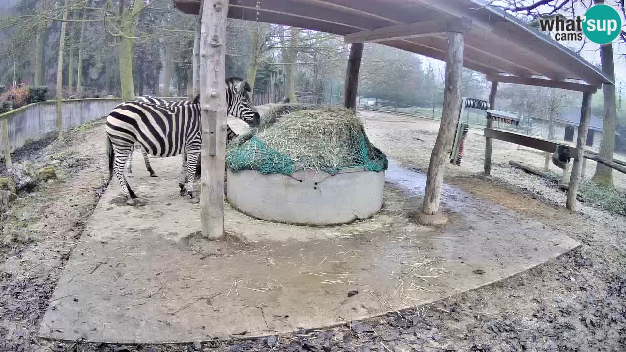 Zebre v živo v živalskem vrtu Ljubljana ZOO spletne kamere