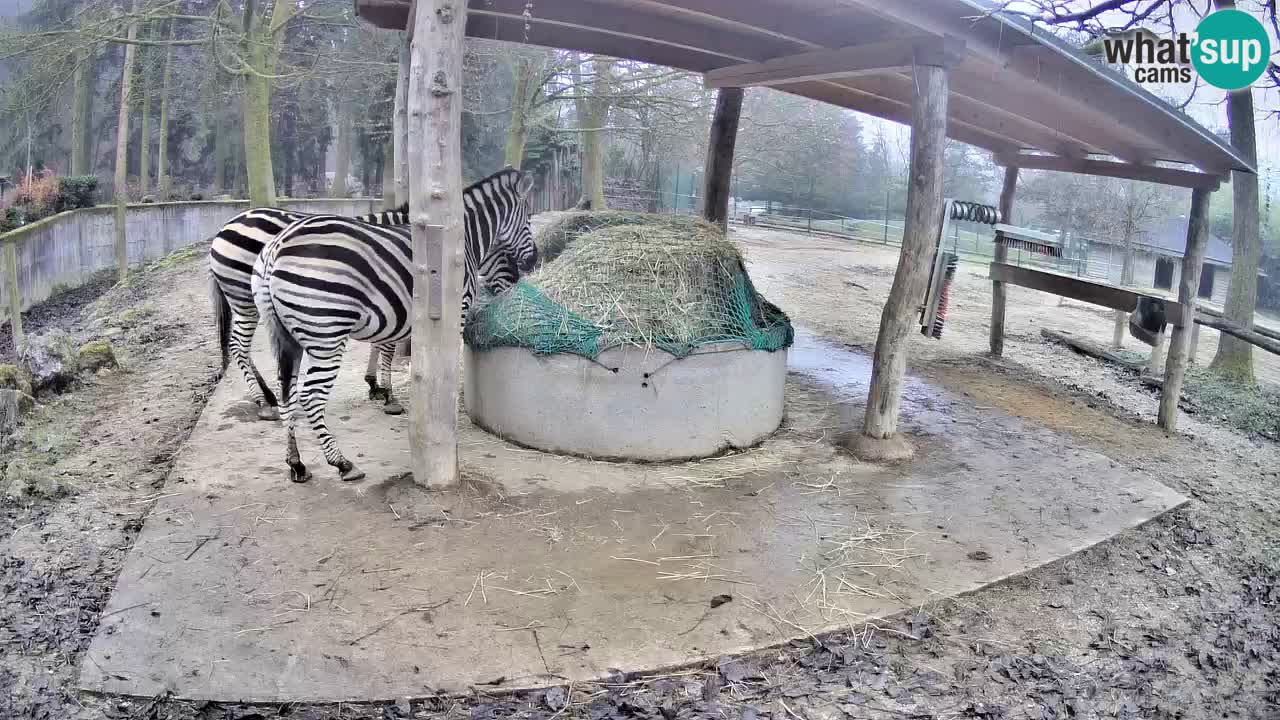 Camera en vivo Cebras in Ljubljana ZOO – Eslovenia