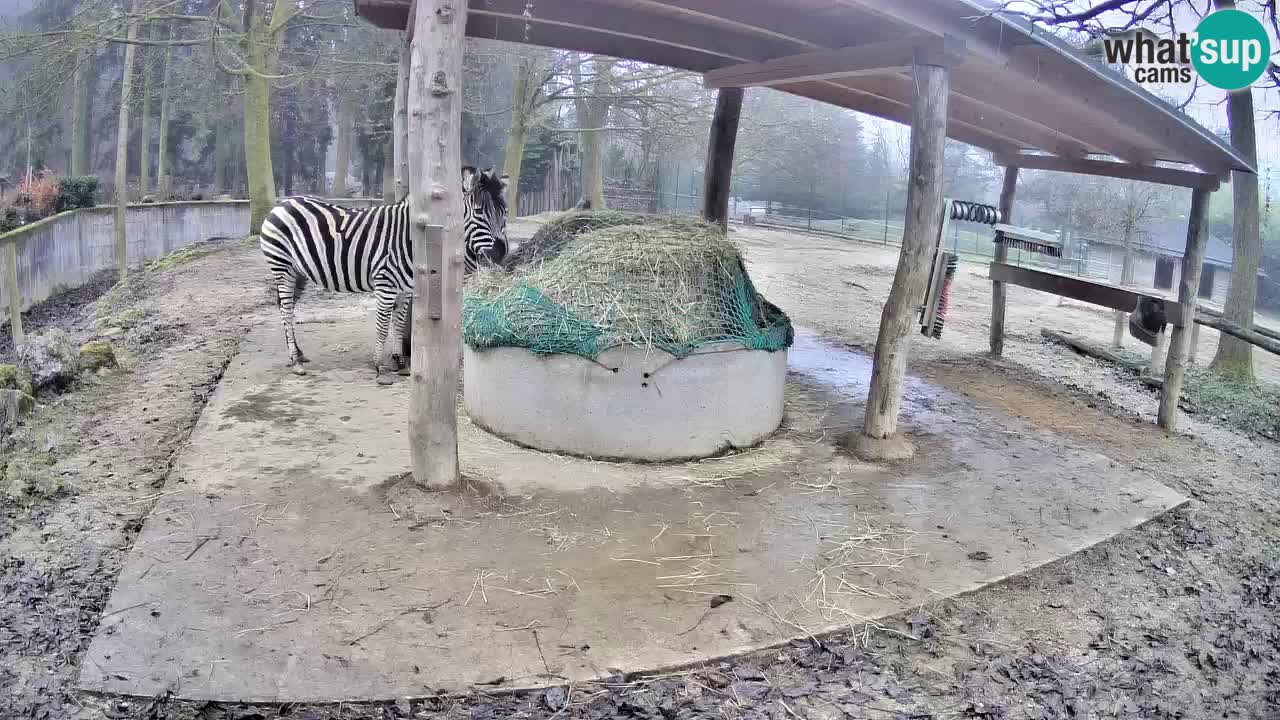Live webcam Zebras in Ljubljana ZOO – Slovenia