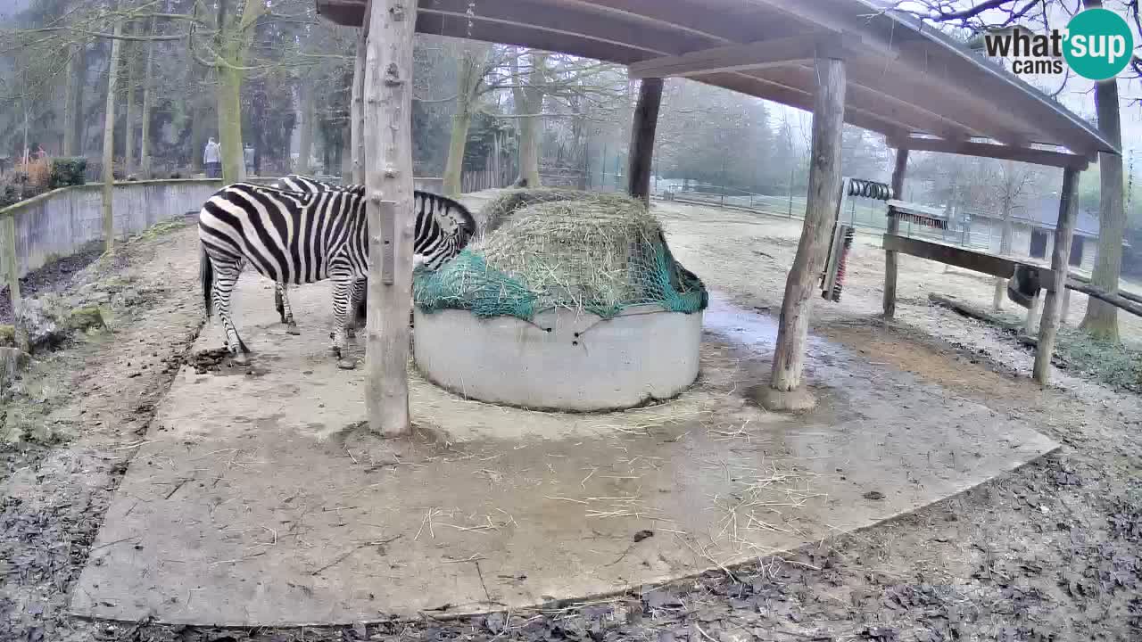 Live Webcam Zebras in Ljubljana ZOO – Slowenien