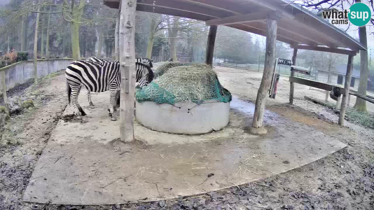 Live Webcam Zebras in Ljubljana ZOO – Slowenien