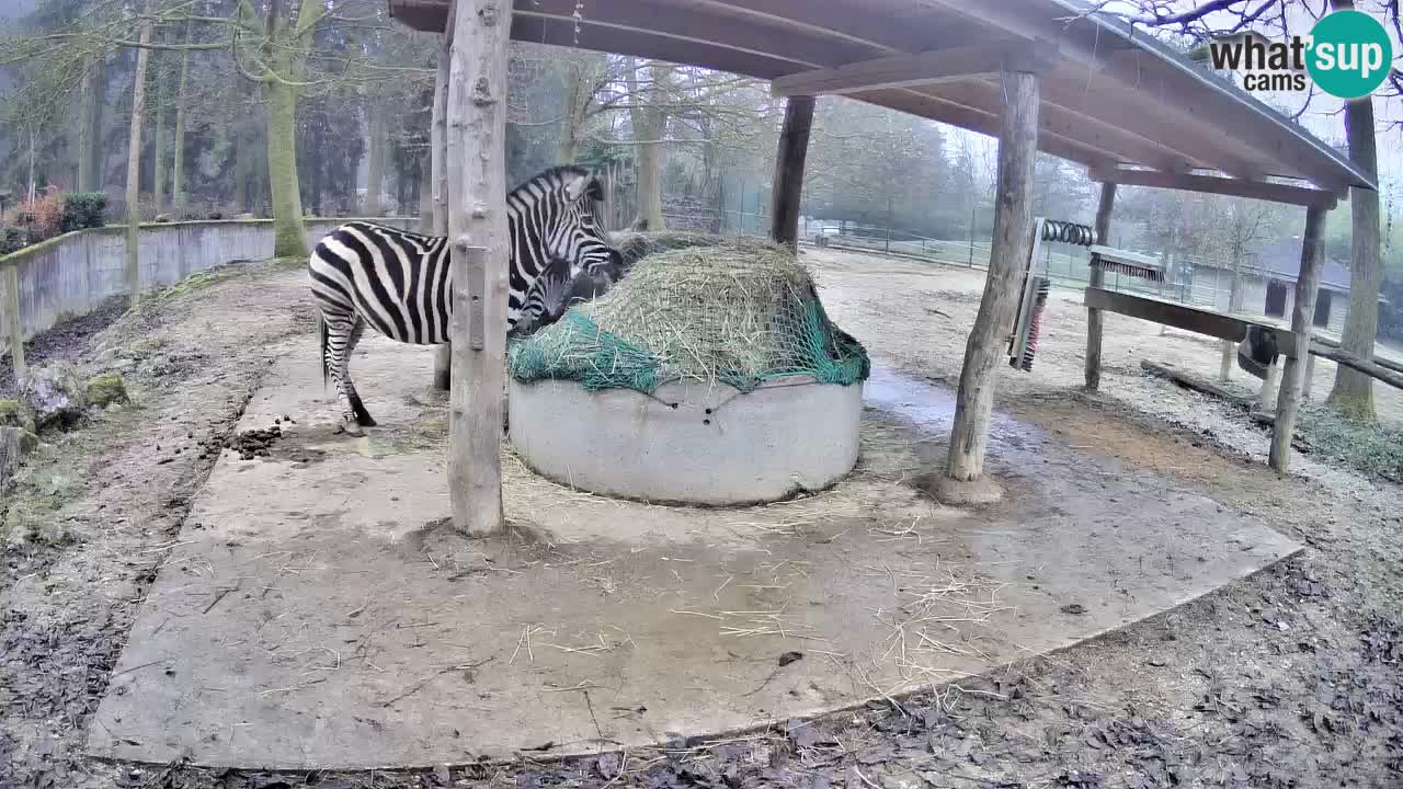 Camera en vivo Cebras in Ljubljana ZOO – Eslovenia